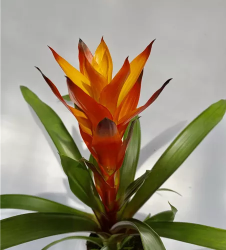 Guzmania gelb orange