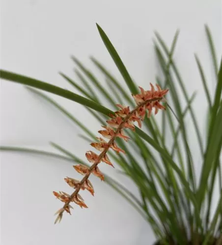 Dendrochillum arachnitis Dendrochillum arachnitis