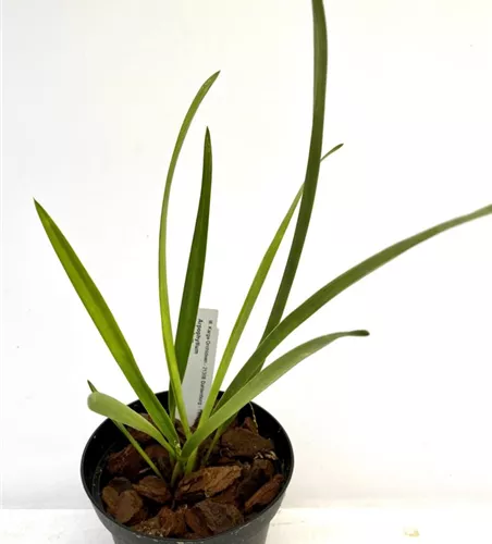 Arpophyllum spicatum Arpophyllum spicatum