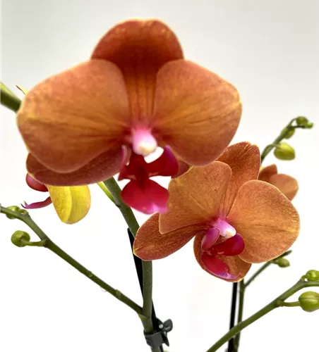 Phalaenopsis Surfsong