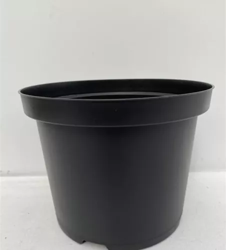 Topf für die Weiterkultur von Cymbidium