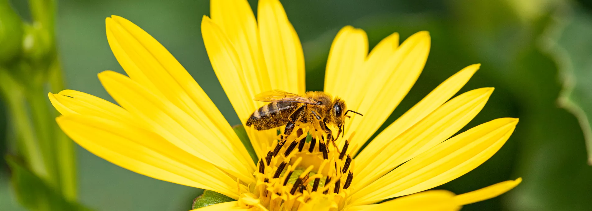 Bienenpflanzen