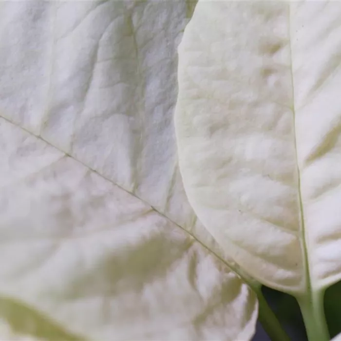 Weihnachtsstern (gelb) - Umtopfen