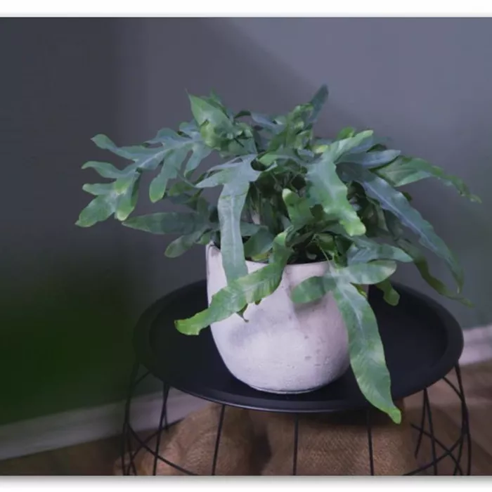 Zimmerpflanzenportrait - Blaufarn