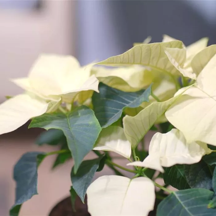 Zimmerpflanzenportrait - Weihnachtsstern (gelb)