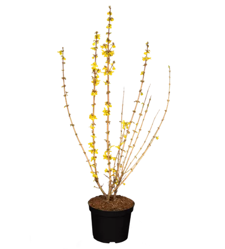 Forsythie 'Goldrausch' Forsythie 'Goldrausch'