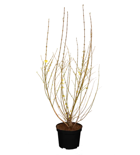 Forsythie 'Week End'® Forsythie 'Week End'®