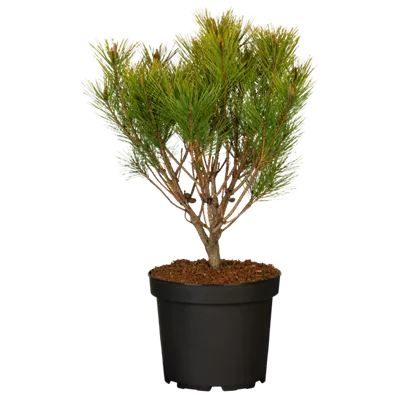 Japanische Strauch-Kiefer 'Alice Verkade' Japanische Strauch-Kiefer 'Alice Verkade'