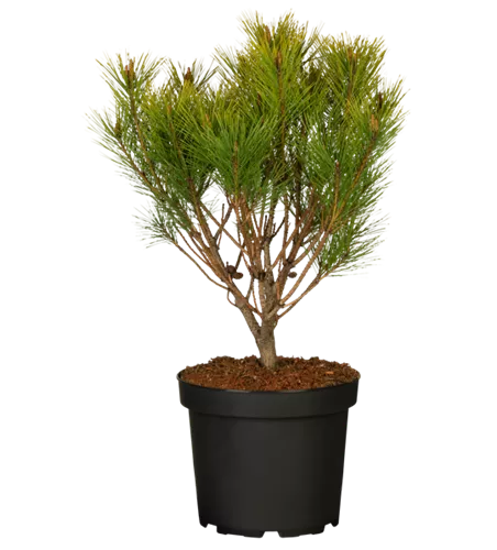 Japanische Strauch-Kiefer 'Alice Verkade' Japanische Strauch-Kiefer 'Alice Verkade'