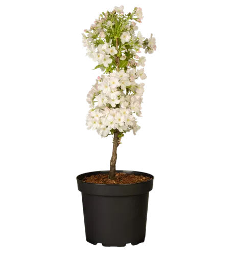 Japanische Säulenkirsche 'Amanogawa' Japanische Säulenkirsche 'Amanogawa'