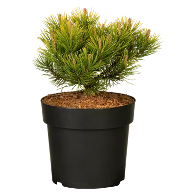 Berg-Kiefer 'Carsten's Wintergold' Berg-Kiefer 'Carsten's Wintergold'