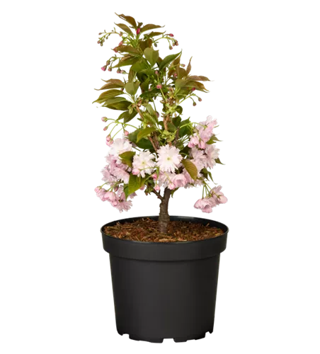 Japanische Nelkenkirsche 'Kanzan' Japanische Nelkenkirsche 'Kanzan'