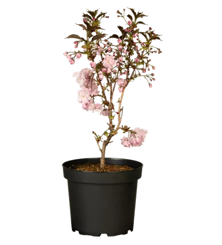 Japanische Nelkenkirsche 'Royal Burgundy'® Japanische Nelkenkirsche 'Royal Burgundy'®