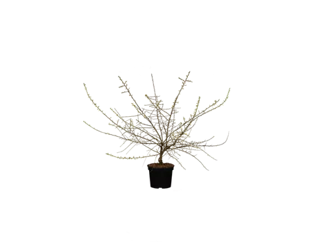 Schwarzdorn Schwarzdorn