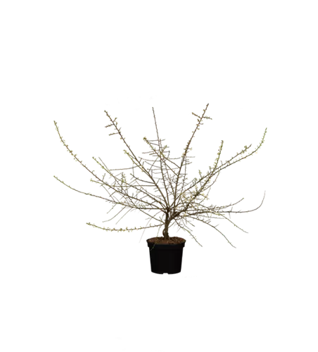 Schwarzdorn Schwarzdorn