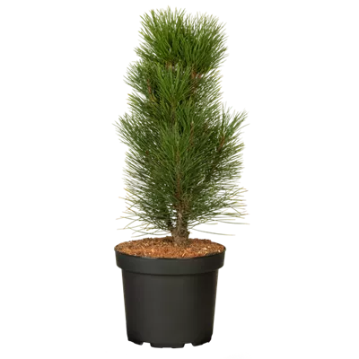 Schwarzkiefer 'Green Tower' Schwarzkiefer 'Green Tower'