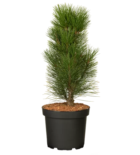 Schwarzkiefer 'Green Tower' Schwarzkiefer 'Green Tower'