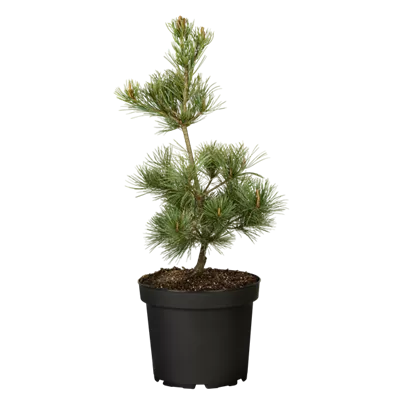 Blaue Mädchenkiefer 'Negishi' Blaue Mädchenkiefer 'Negishi'