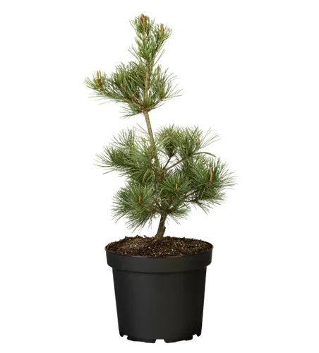 Blaue Mädchenkiefer 'Negishi' Blaue Mädchenkiefer 'Negishi'