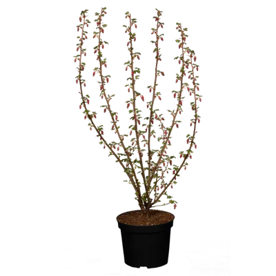 Blut-Zierjohannisbeere 'King Edward VII' Blut-Zierjohannisbeere 'King Edward VII'