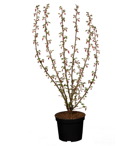 Blut-Zierjohannisbeere 'King Edward VII' Blut-Zierjohannisbeere 'King Edward VII'