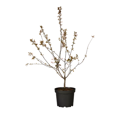 Blutpflaume 'Nigra' Blutpflaume 'Nigra'