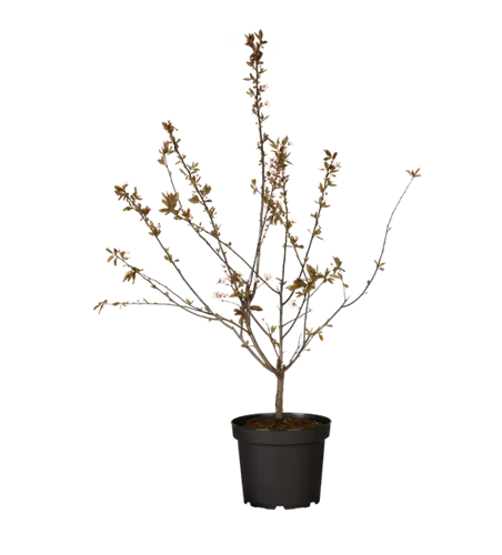 Blutpflaume 'Nigra' Blutpflaume 'Nigra'