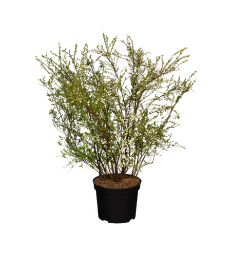 Frühlingsspiere Frühlingsspiere