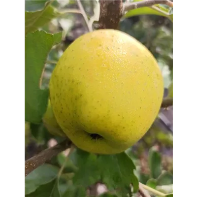 Apfel 'Ananasrenette' Apfel 'Ananasrenette'