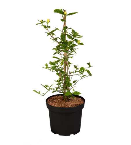 Gewürzstrauch 'Venus' Gewürzstrauch 'Venus'