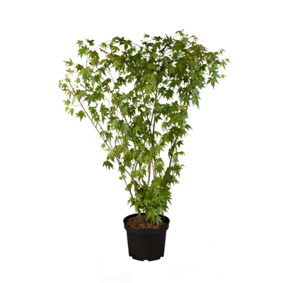 Dunkelroter Schlitzahorn 'Dissectum Garnet'