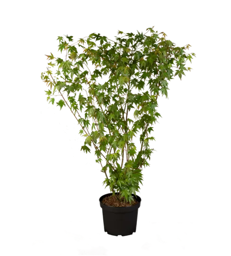 Dunkelroter Schlitzahorn 'Dissectum Garnet' Dunkelroter Schlitzahorn 'Dissectum Garnet'