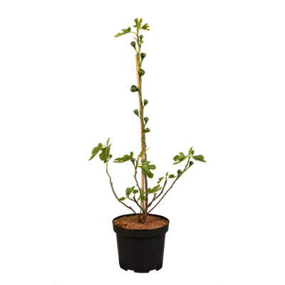 Feigenbaum 'Firoma'® Feigenbaum 'Firoma'®