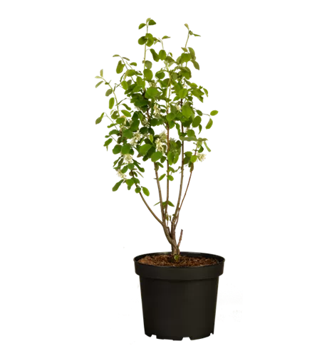 Felsenbirne 'Smoky'® Felsenbirne 'Smoky'®