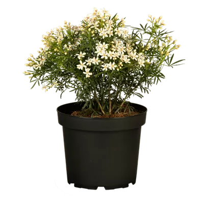 Orangenblume 'White Dazzler'