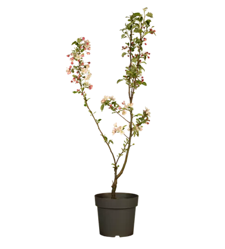 Zierapfel 'Golden Hornet' Zierapfel 'Golden Hornet'