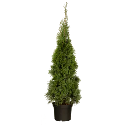 Thuja occidentalis 'Smaragd' Thuja occidentalis 'Smaragd'