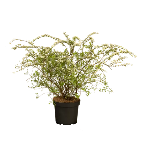 Weiße Rispenspiere 'Grefsheim' Weiße Rispenspiere 'Grefsheim'