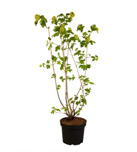 Gewöhnlicher Schneeball 'Roseum' Gewöhnlicher Schneeball 'Roseum'