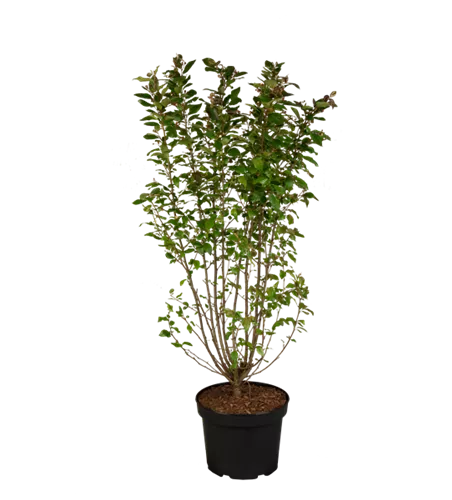 Zwergmispel Zwergmispel