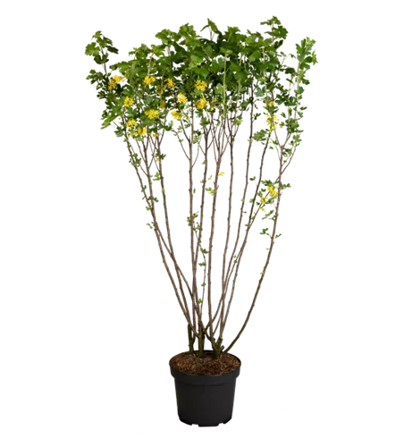 Gold-Johannisbeere Gold-Johannisbeere