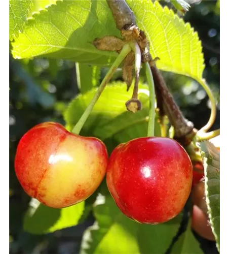 Süßkirsche 'Querfurter Königskirsche' Süßkirsche 'Querfurter Königskirsche'