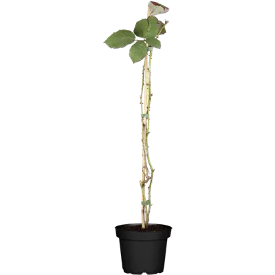 Brombeere 'Theodor Reimers' Brombeere 'Theodor Reimers'