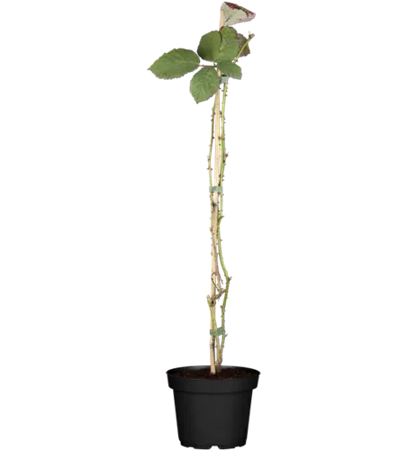 Brombeere 'Theodor Reimers' Brombeere 'Theodor Reimers'