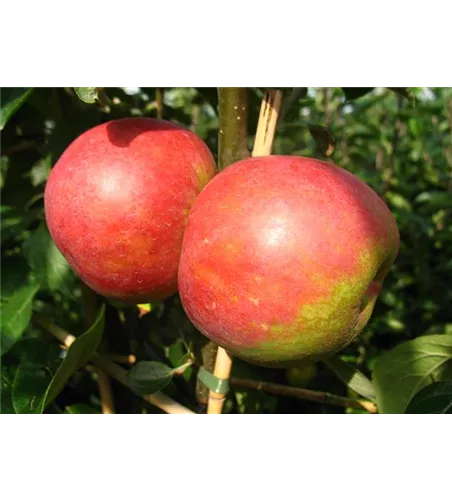 Apfel 'Roter Boskoop' Apfel 'Roter Boskoop'