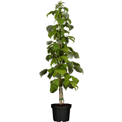 Himbeere 'Schönemann' Himbeere 'Schönemann'