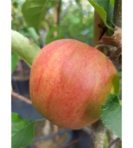Apfel 'Rubinette Rosso'® Apfel 'Rubinette Rosso'®