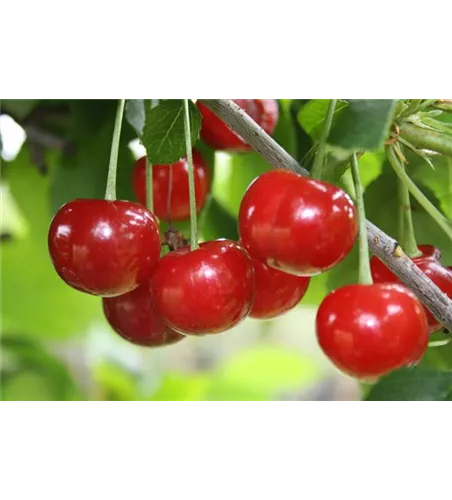 Sauerkirsche 'Morellenfeuer' Sauerkirsche 'Morellenfeuer'