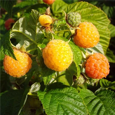 Herbsttragende Himbeere 'Fallgold' Herbsttragende Himbeere 'Fallgold'