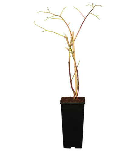 Taybeere 'Tayberry' Taybeere 'Tayberry'